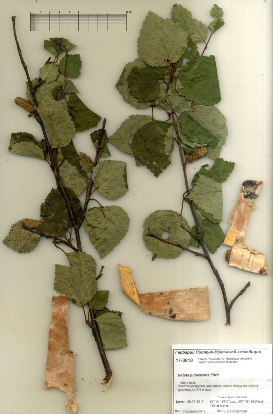 Береза пушистая Betula pubescens гербарий