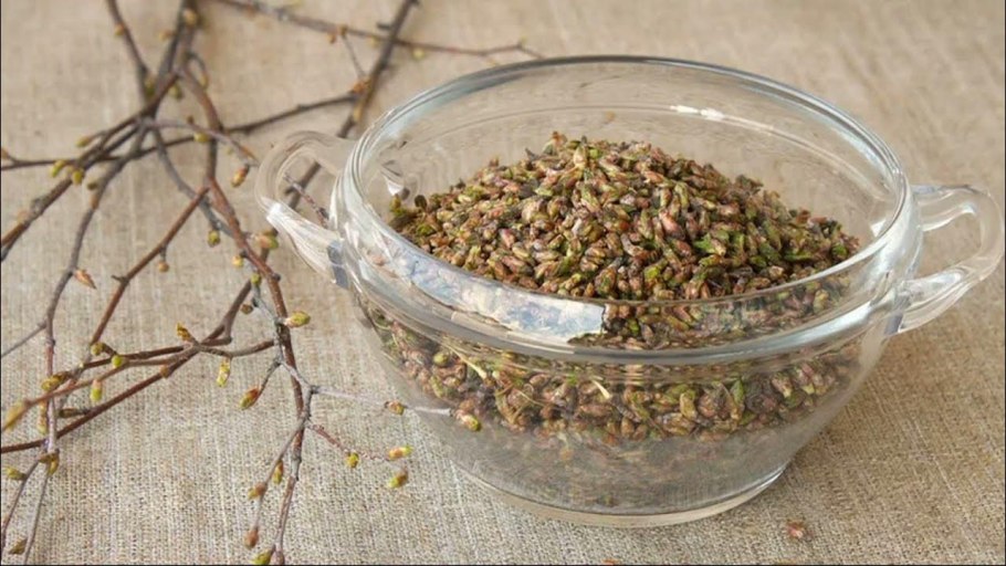 Настой из березовых почек