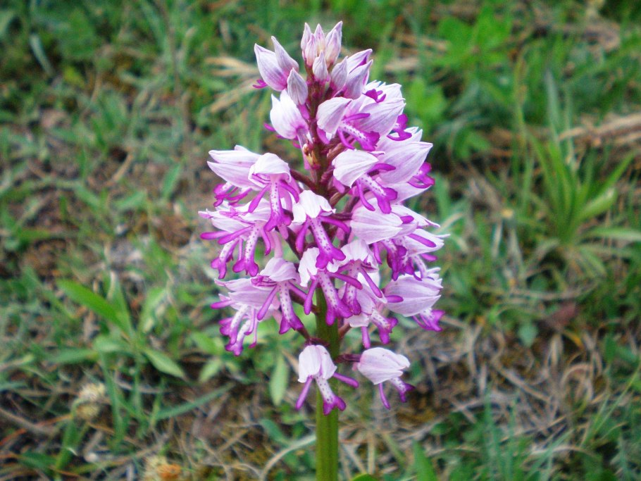 Ятрышник шлемоносный (Orchis militaris),