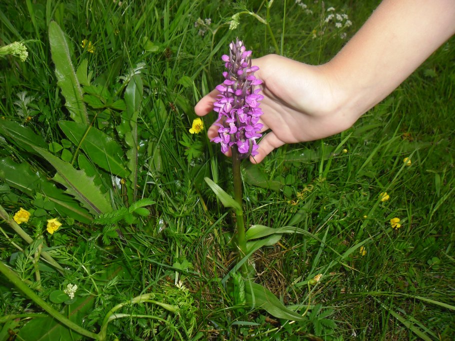 Ятрышник шлемоносный (Orchis militaris),