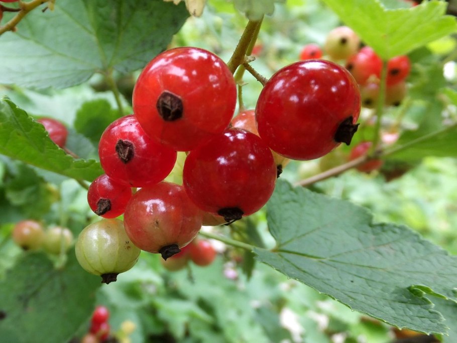 Смородина красная "красная Кузьмина" (2-4 ветки)