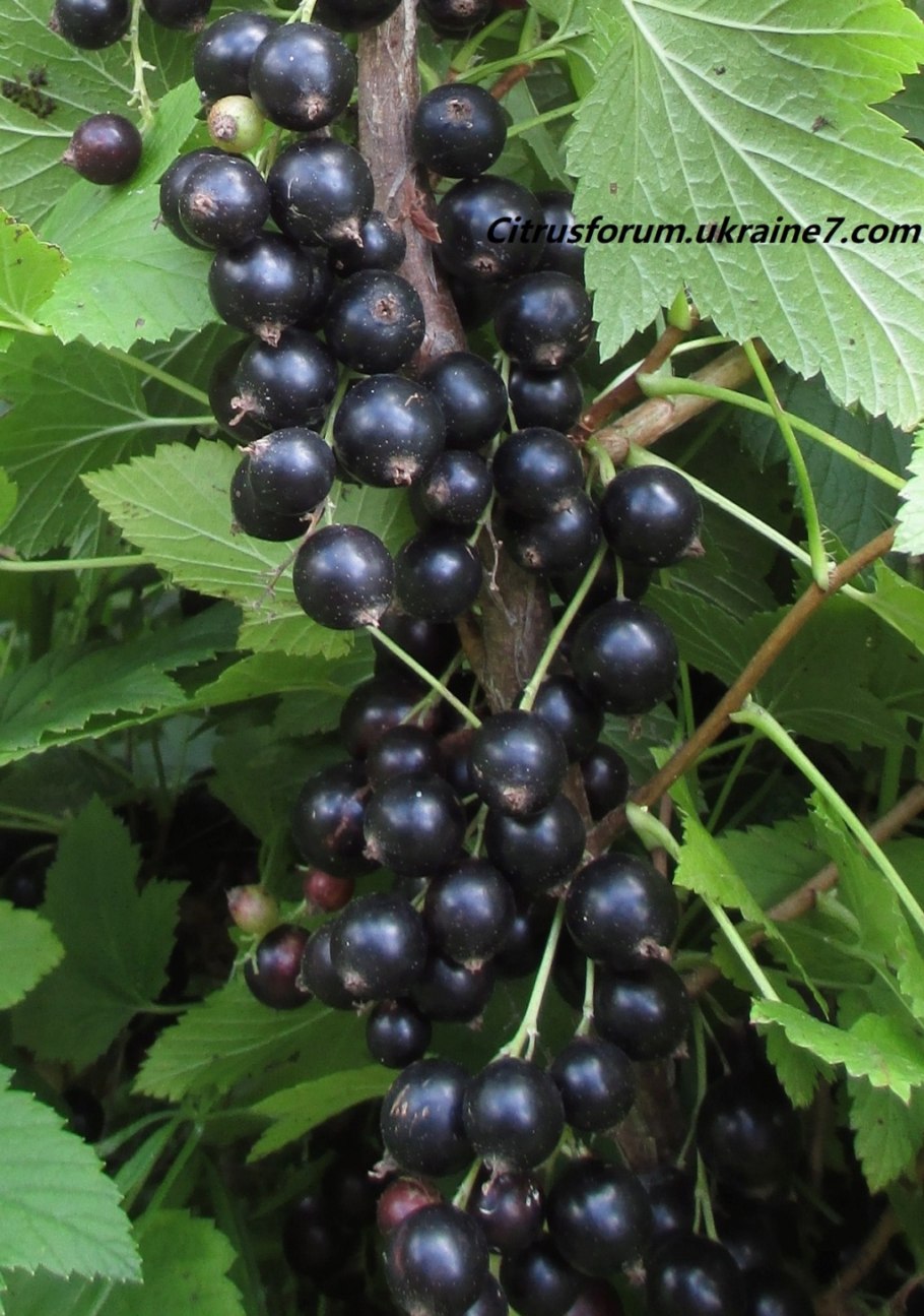 Гроздья черной смородины