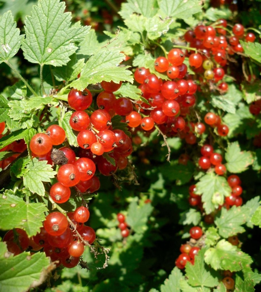 Сорт черной смородины Добрыня