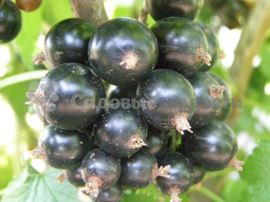Смородина черная Севчанка