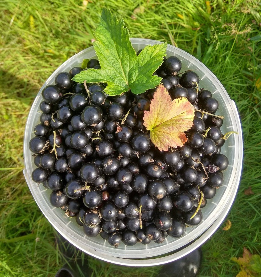 Смородина черная Гулливер