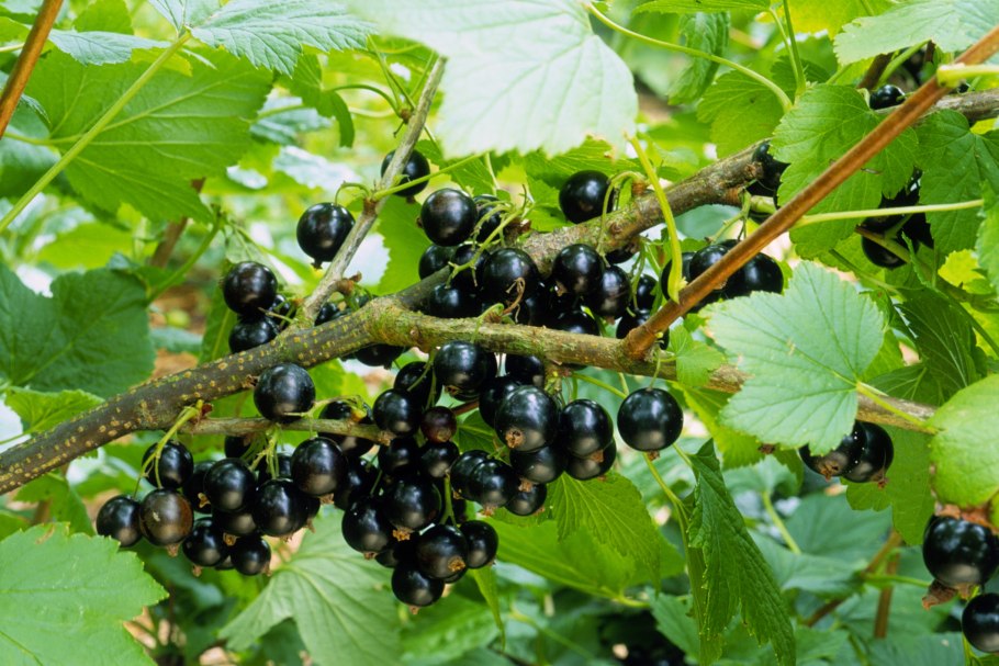 Смородина красная Орловская звезда