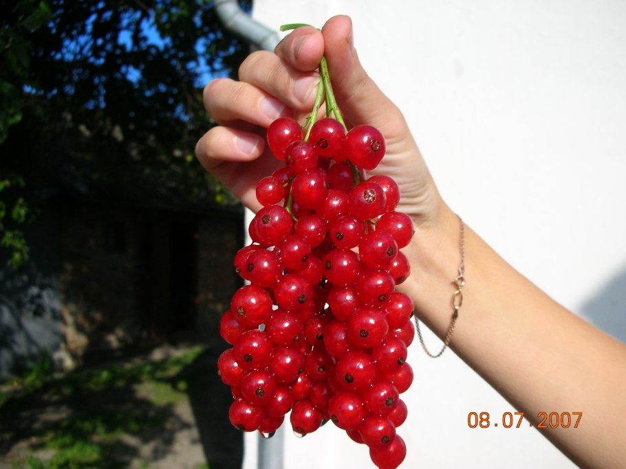 Смородина чёрная