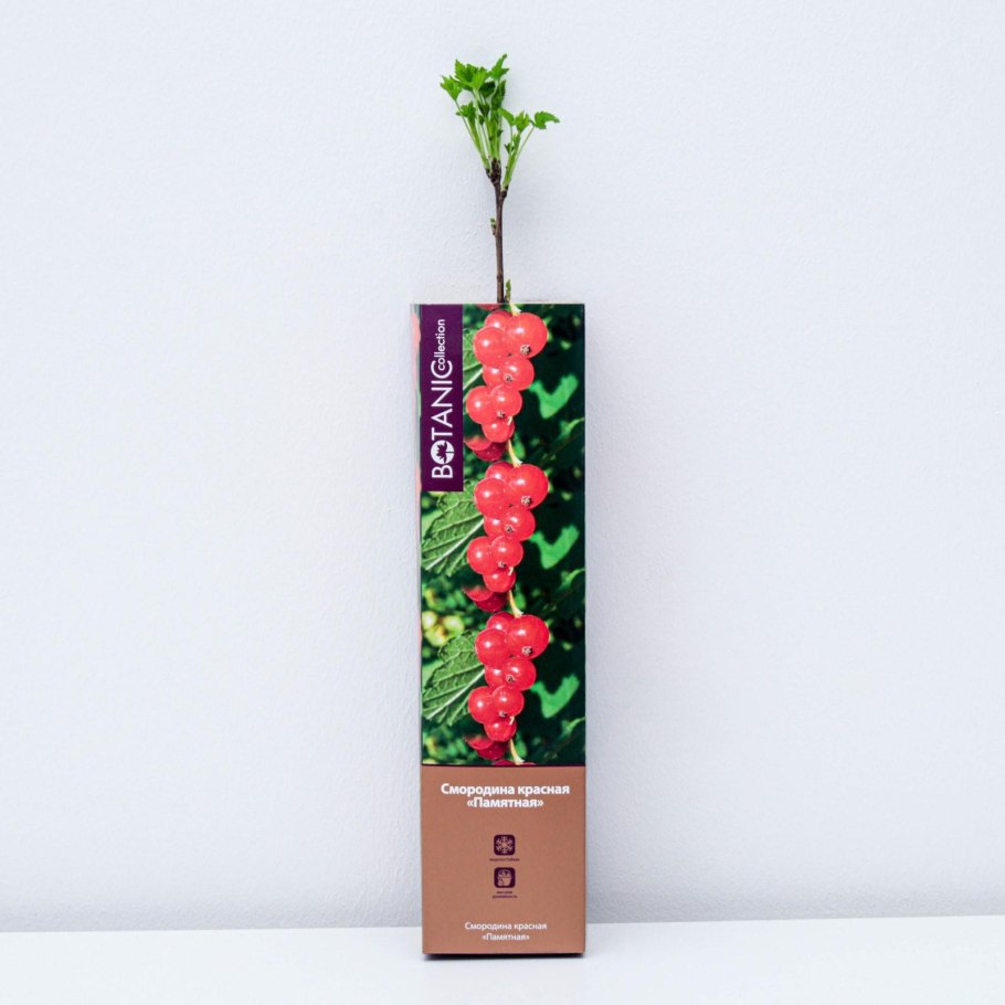 Смородина красная памятная
