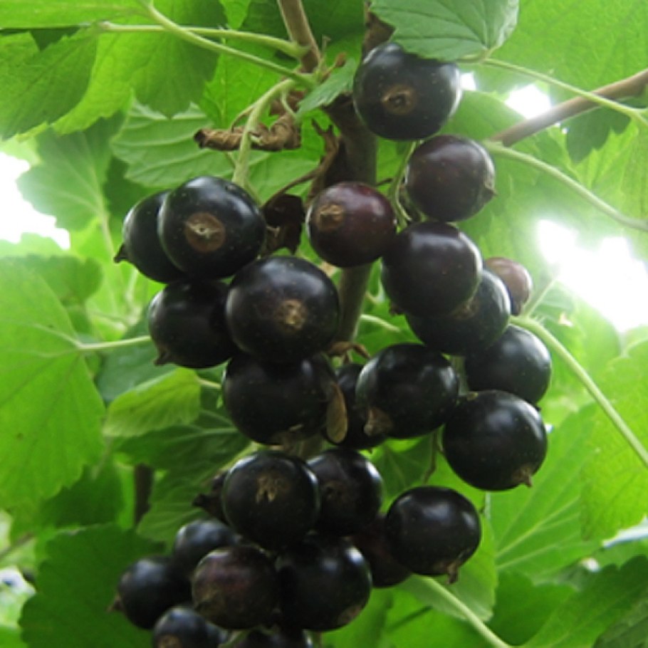 Смородина черная Юбилейная Копаня