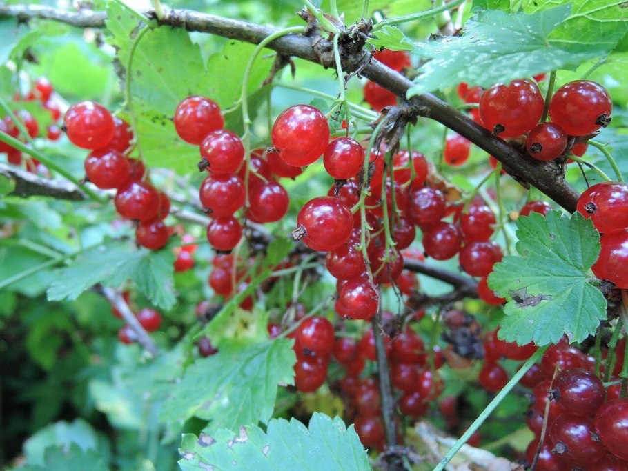 Смородина красная Detwan