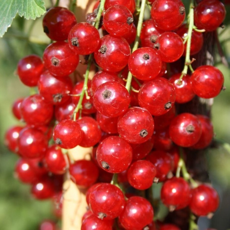 Смородина Нестор Козин описание