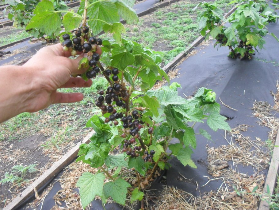 Смородина красная Константиновская