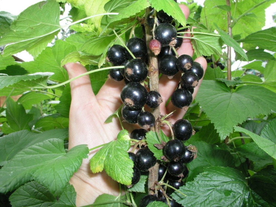 Смородина Атлант (черная)