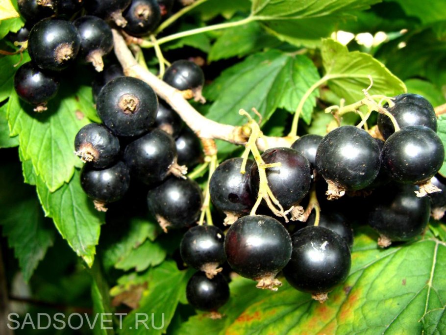 Смородина Аннади