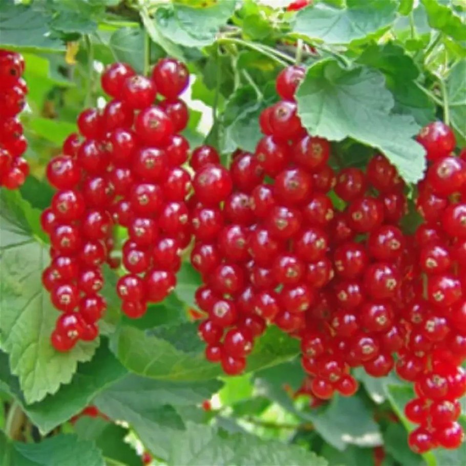 Смородина чёрная (ríbes nígrum)