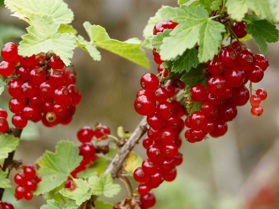 Ягоды черной бузины