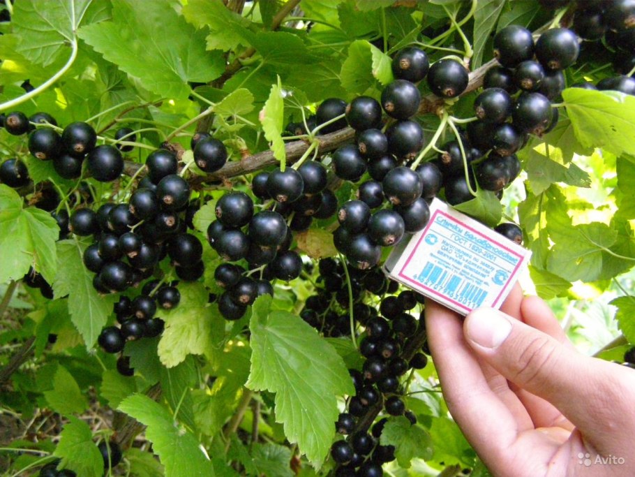 Смородина черная Юбилейная Копаня