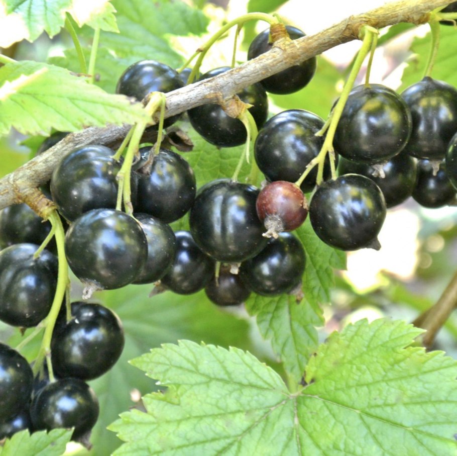 Смородина красная ribes rubrum красная Кузьмина