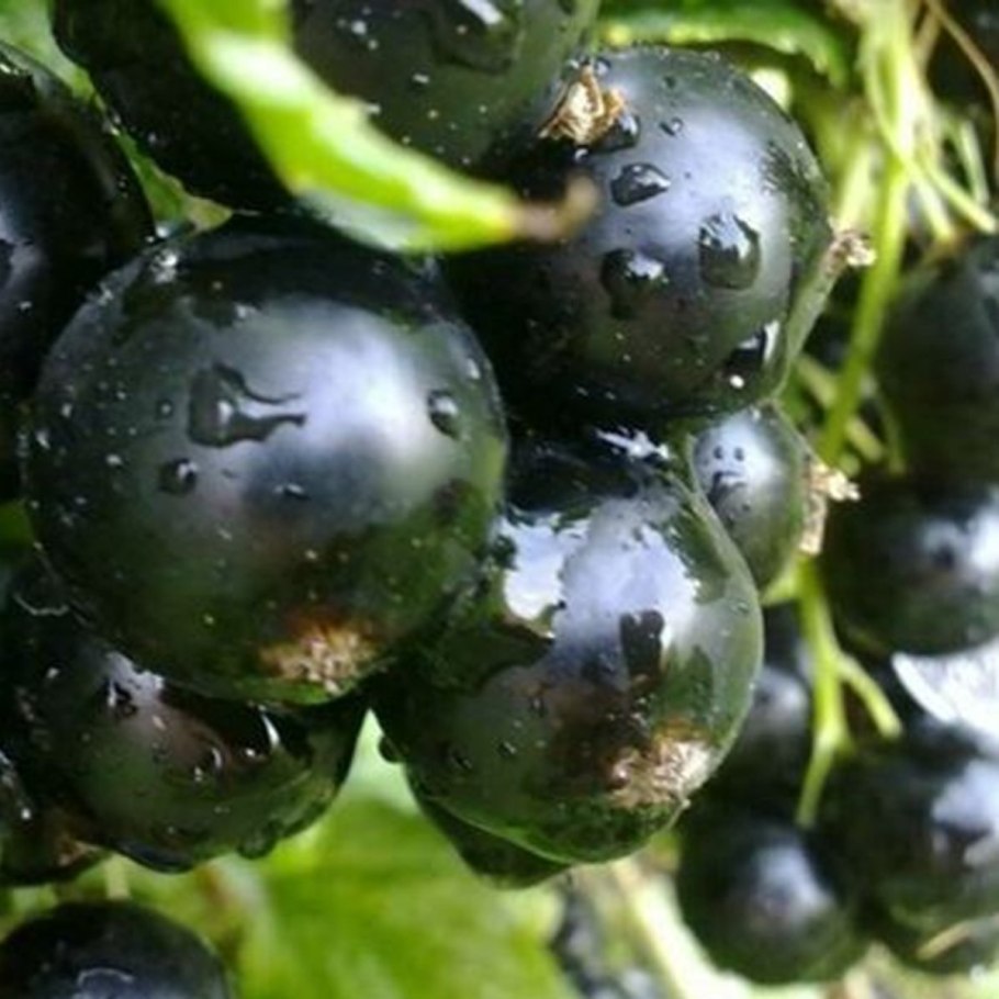 Смородина черная Юбилейная Копаня