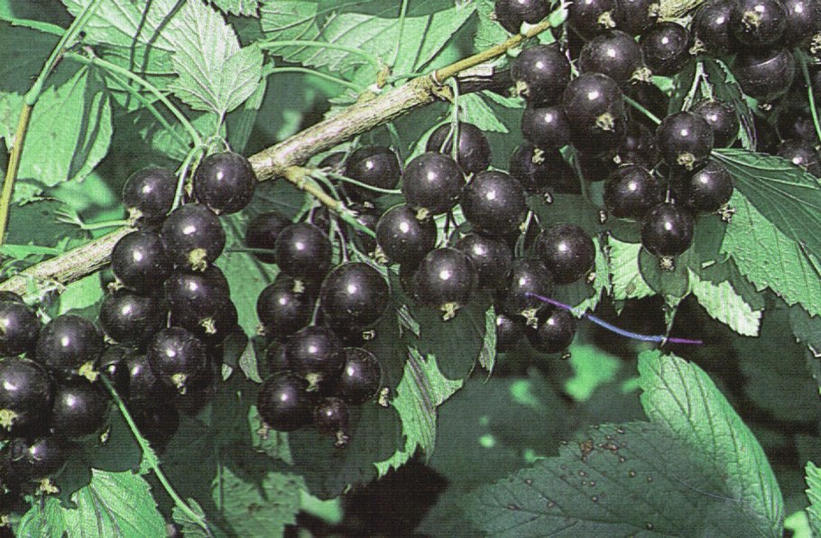 Смородина Софиевская описание сорта