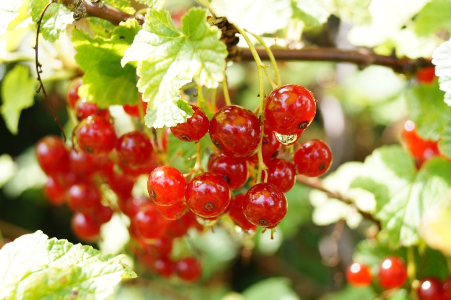 Смородина красная орловчанка