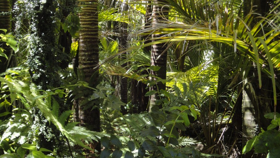 Amazon Rainforest=тропические леса амазонки