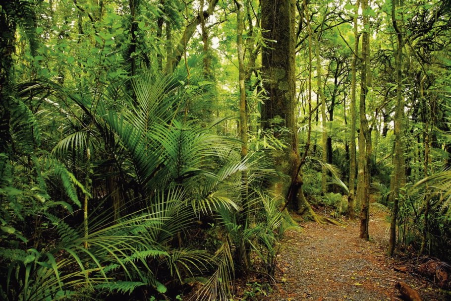 Tree Fern Forest Australia