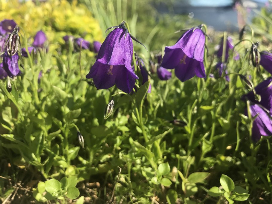 Колокольчик Ардонский кавказский заповедник