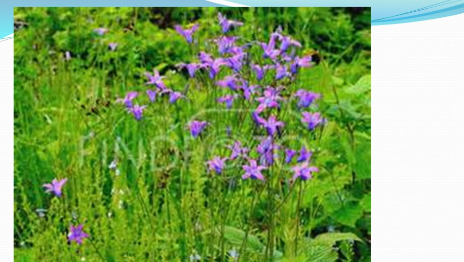 Травянистые растения Брянской области