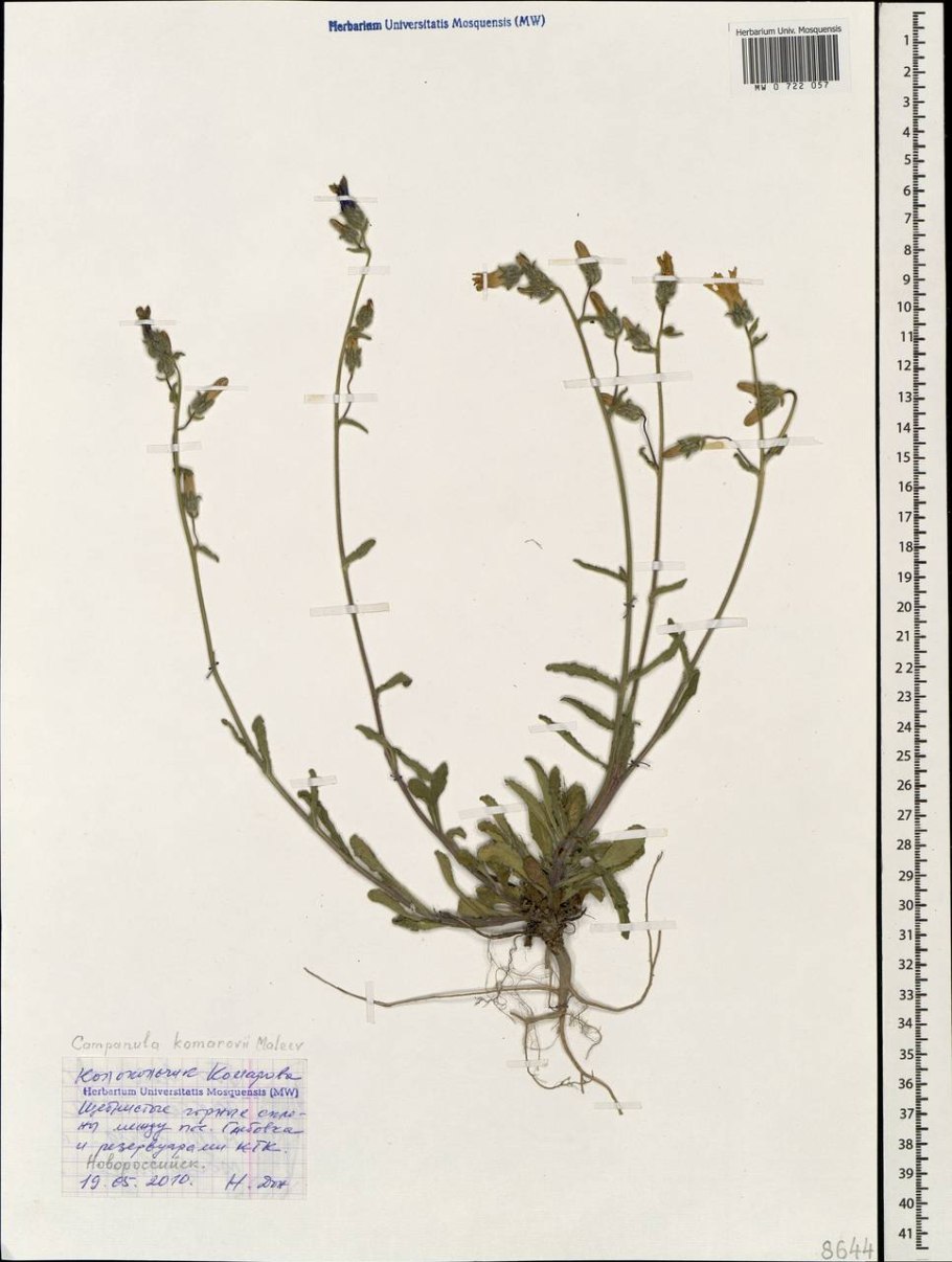 Колокольчик Крымский краснокнижный