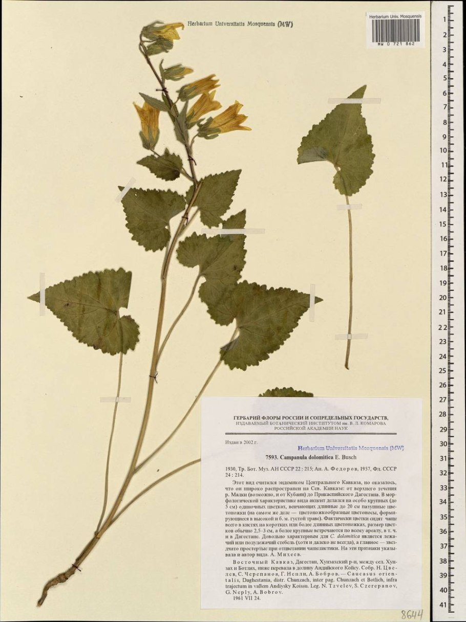 Колокольчик средний Кампанелла Лавендер