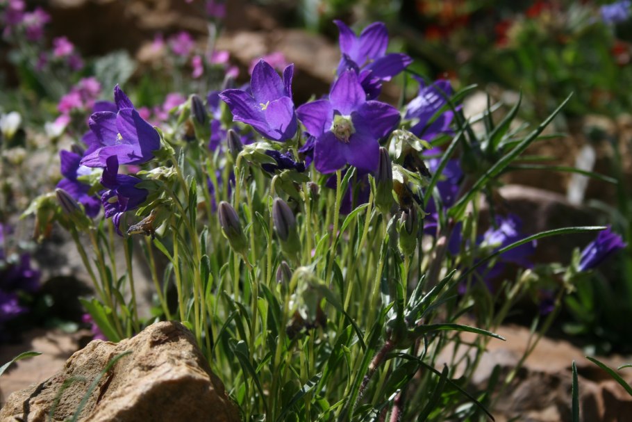 Колокольчик маргаритколистный