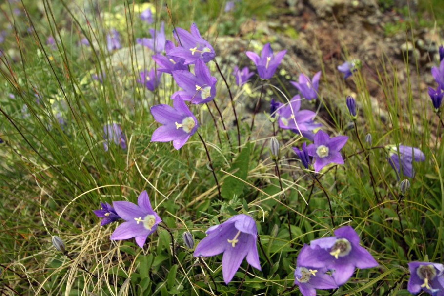 Колокольчик холодолюбивый Campanula