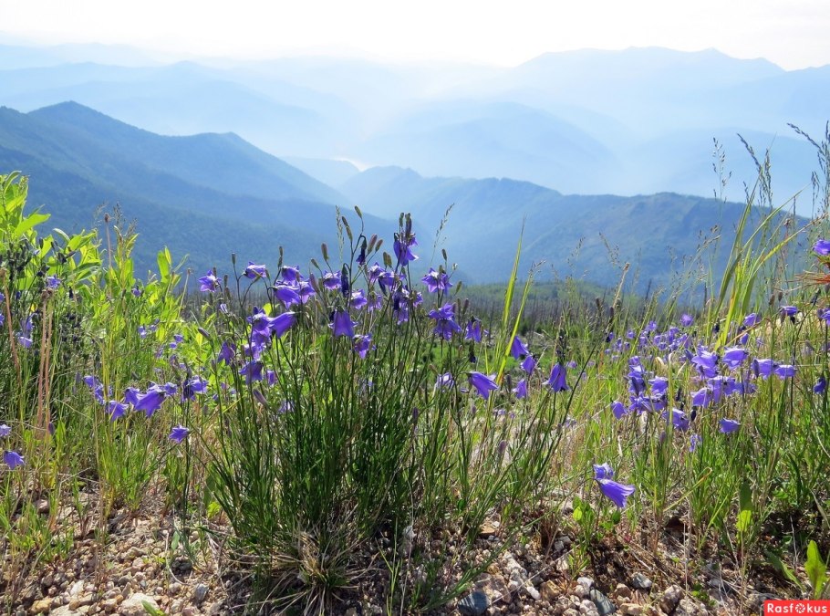 Цветущие растения Хакасии