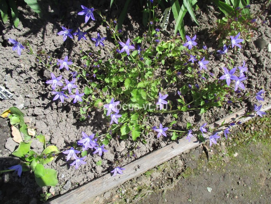 Растения занесённые в красную книгу России