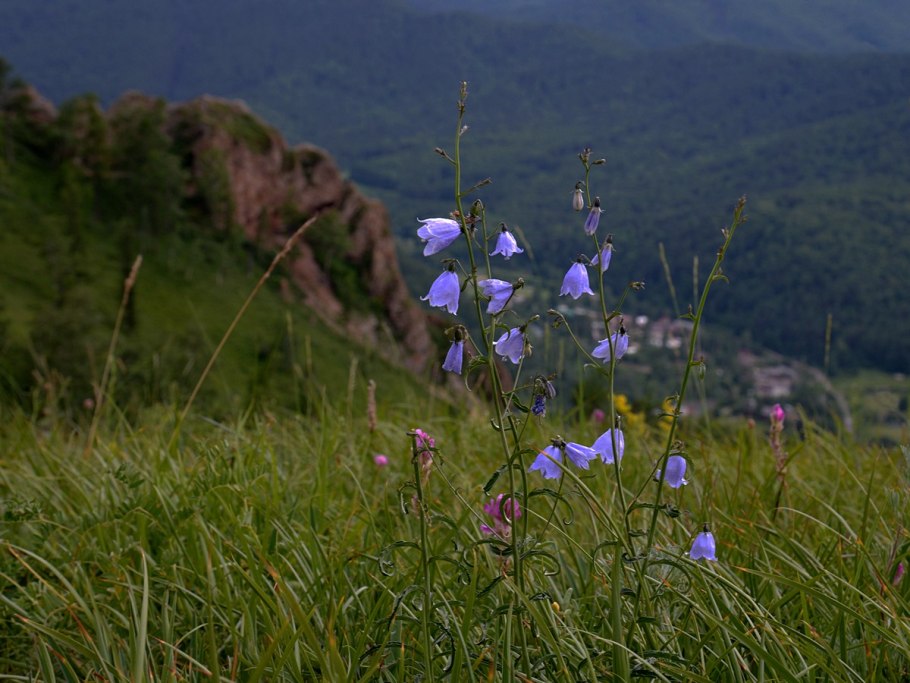 Колокольчик Комарова красная книга