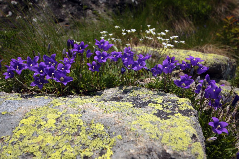 Campanula Saxifraga