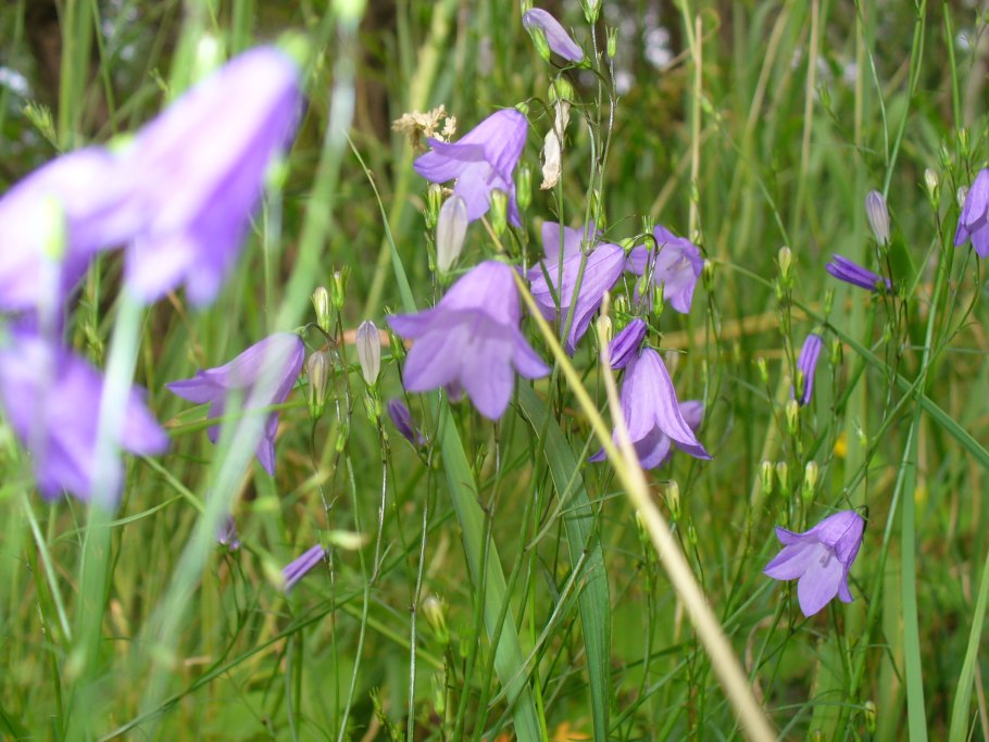 Колокольчик репчатый Рапунцель