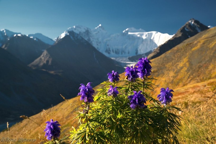 Примула Высокогорная