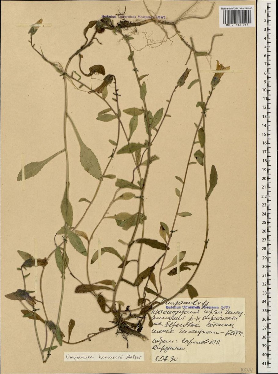 Колокольчик Безенгийский