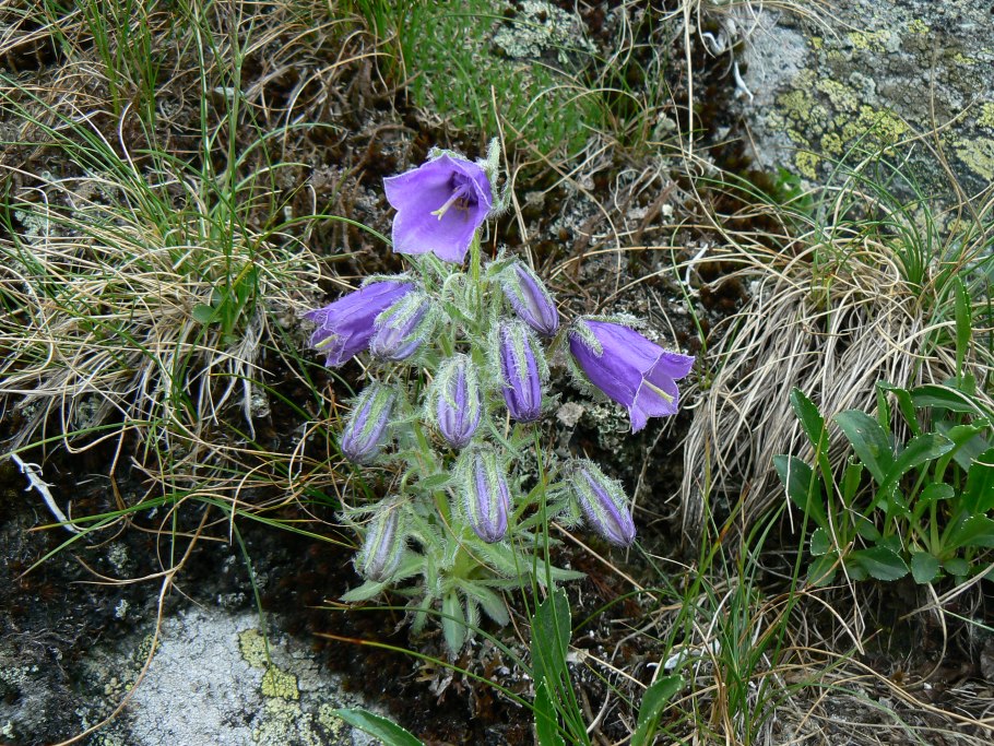 Степные колокольчики