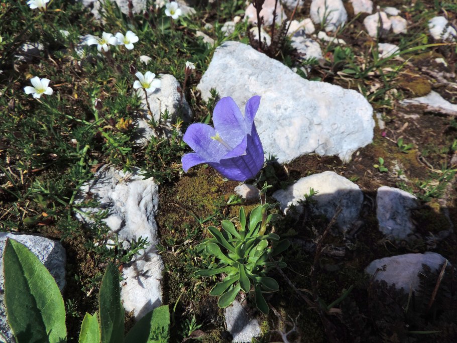 Колокольчик камнеломка