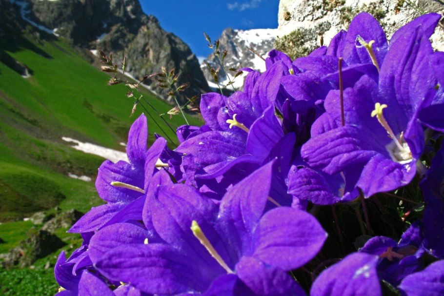 Кампанула кавказский заповедник
