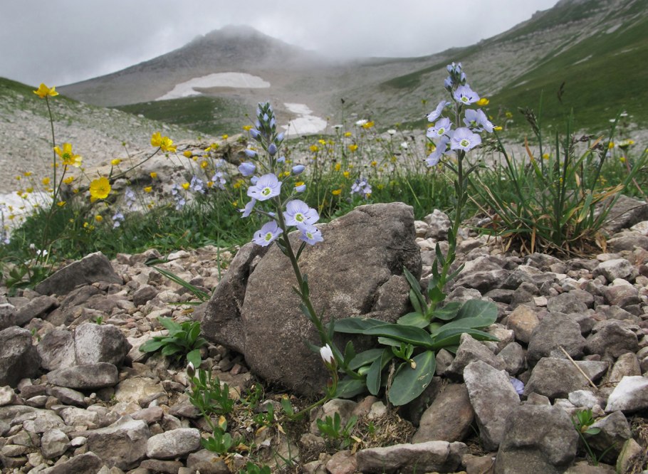 Кавказский заповедник эндемики Флора