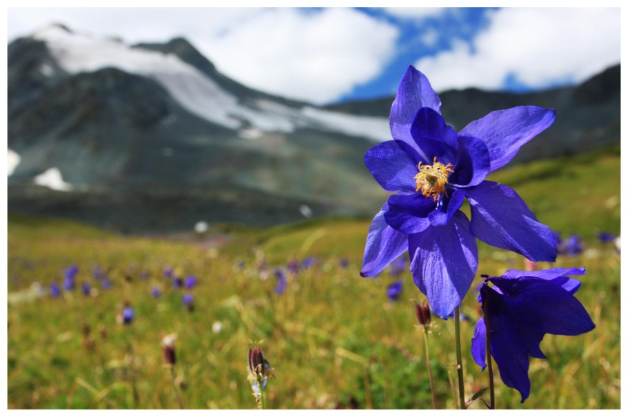 Колокольчик Комарова