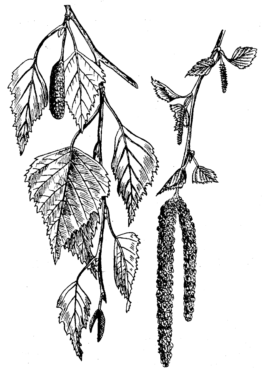 Сборная костянка малины