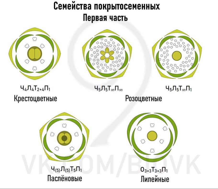 Вегетативные и генеративные почки 6 класс биология