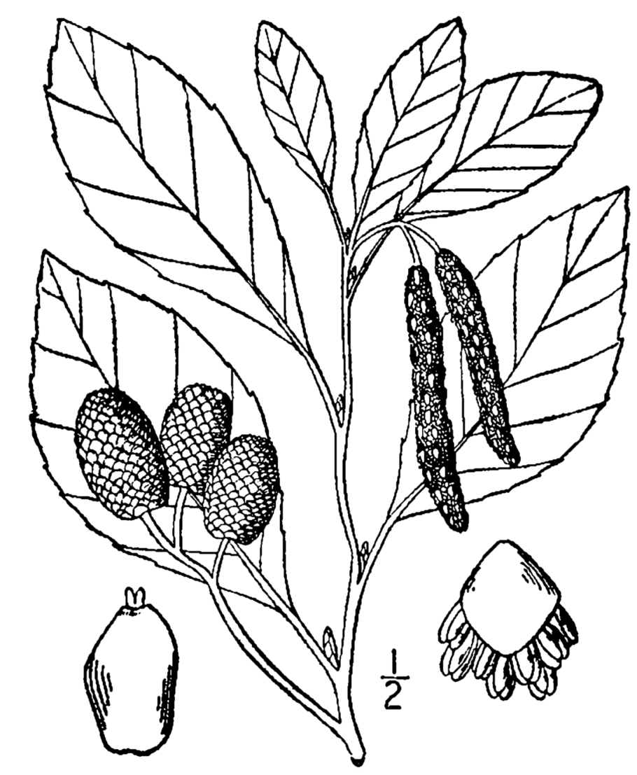 Формула и диаграмма цветка земляники
