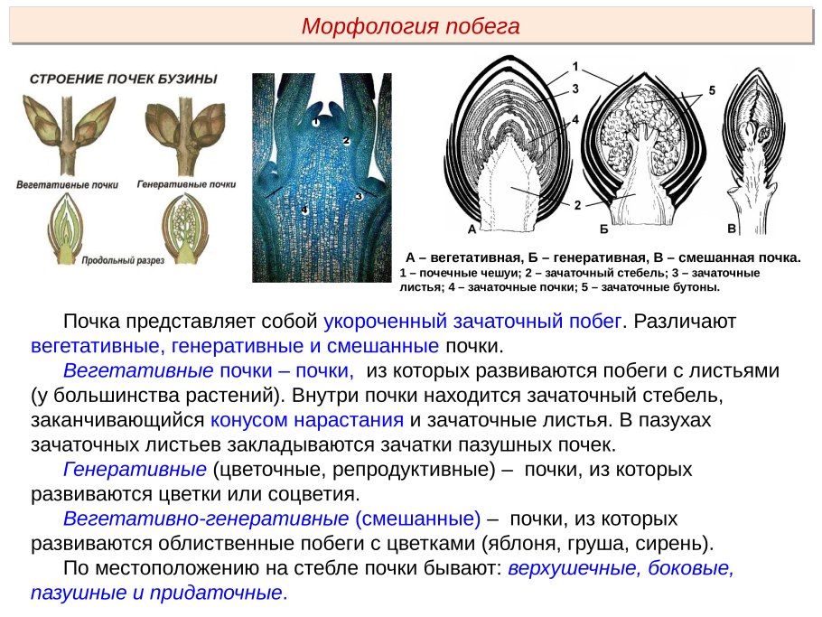 Диаграмма семейства сложноцветных