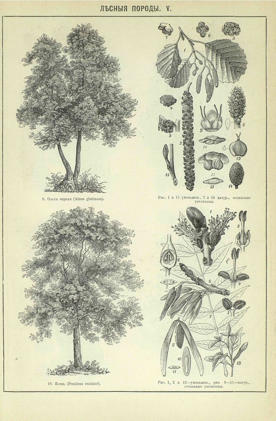 Диаграмма и формула цветка герани